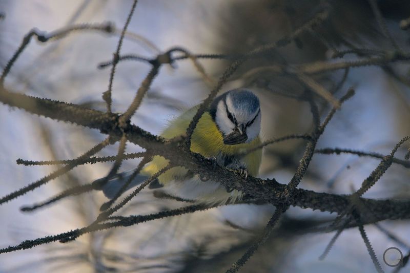 birds, animals, птицы, животные, птица, лазоревка, синица Синица и семечко) фото превью