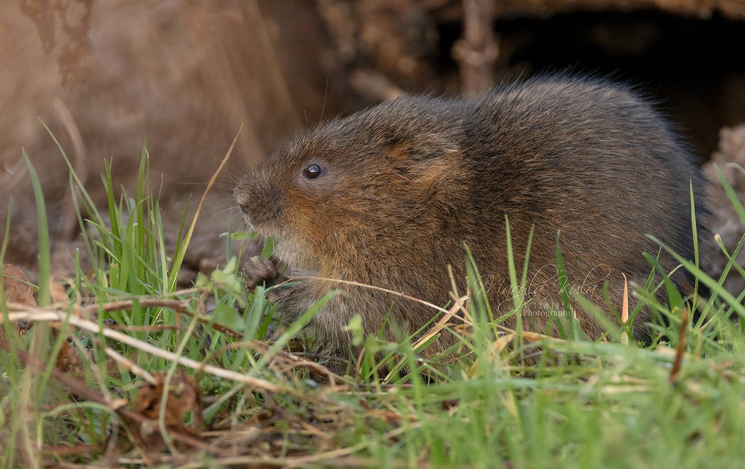 water vole, rodent, animals, nature, wildlife, canon, MARIA KULA