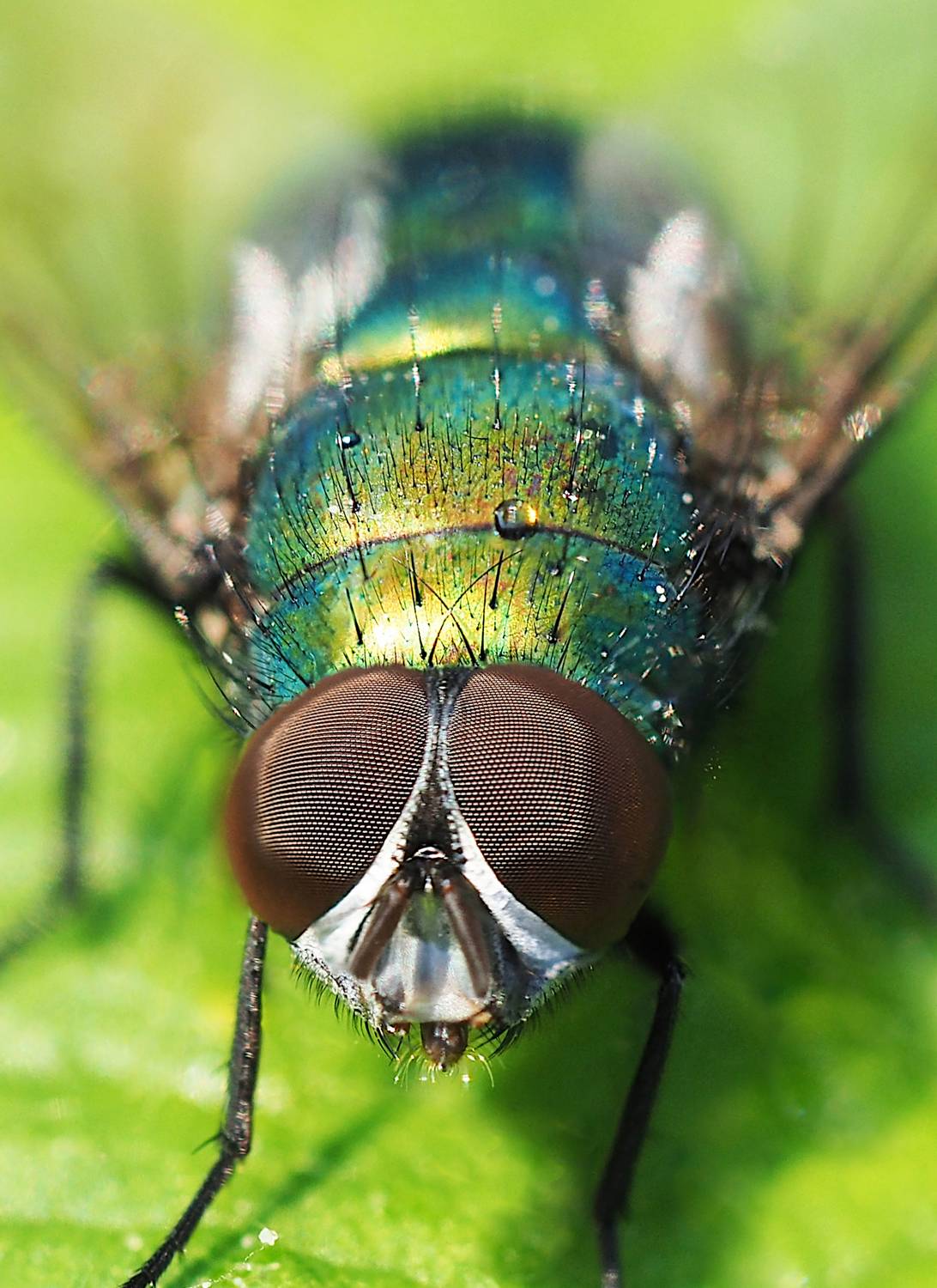 макро, муха, зелёная муха, macro, fly, green fly, Протченко Ирина