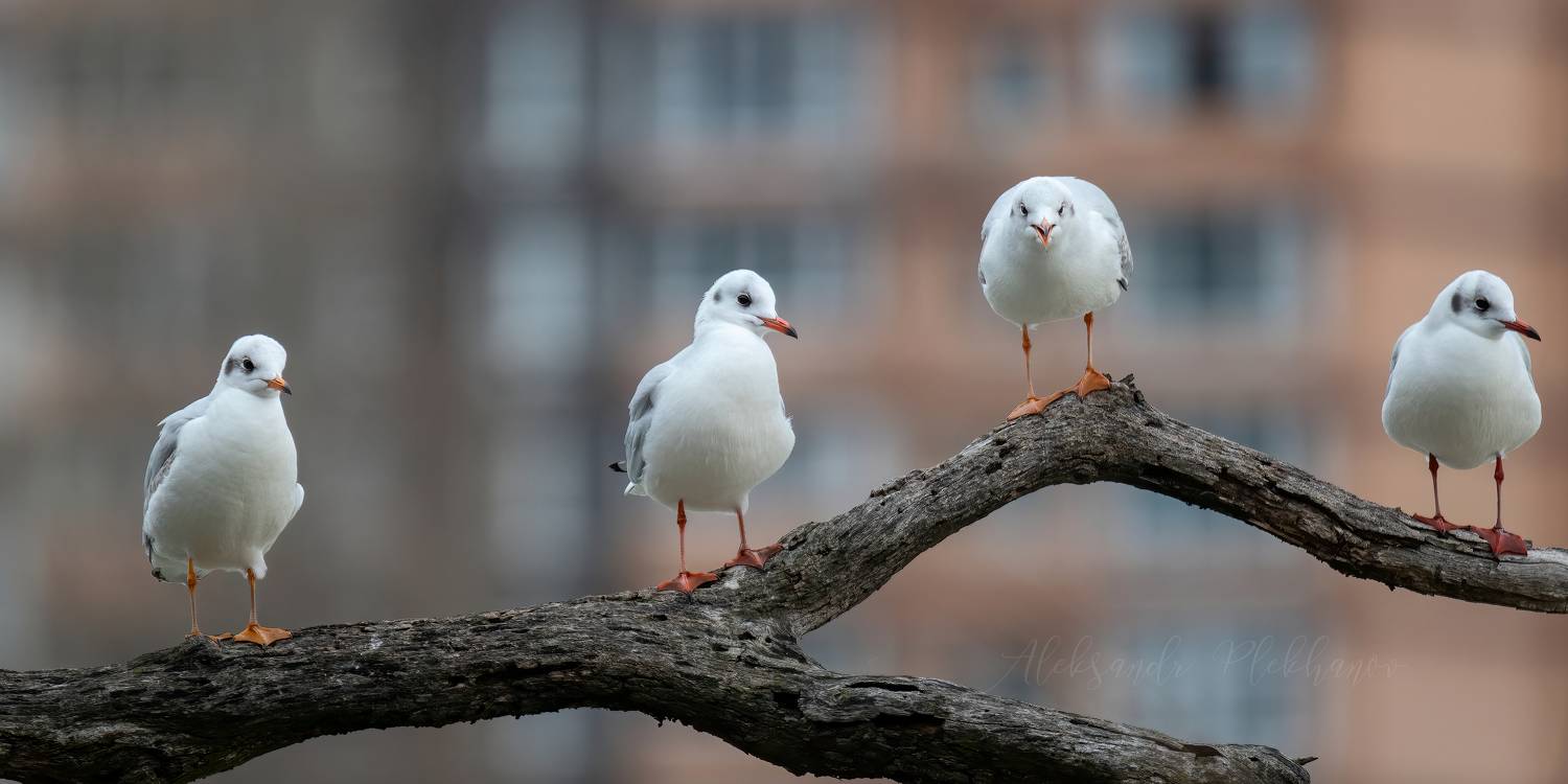, Плеханов Александр
