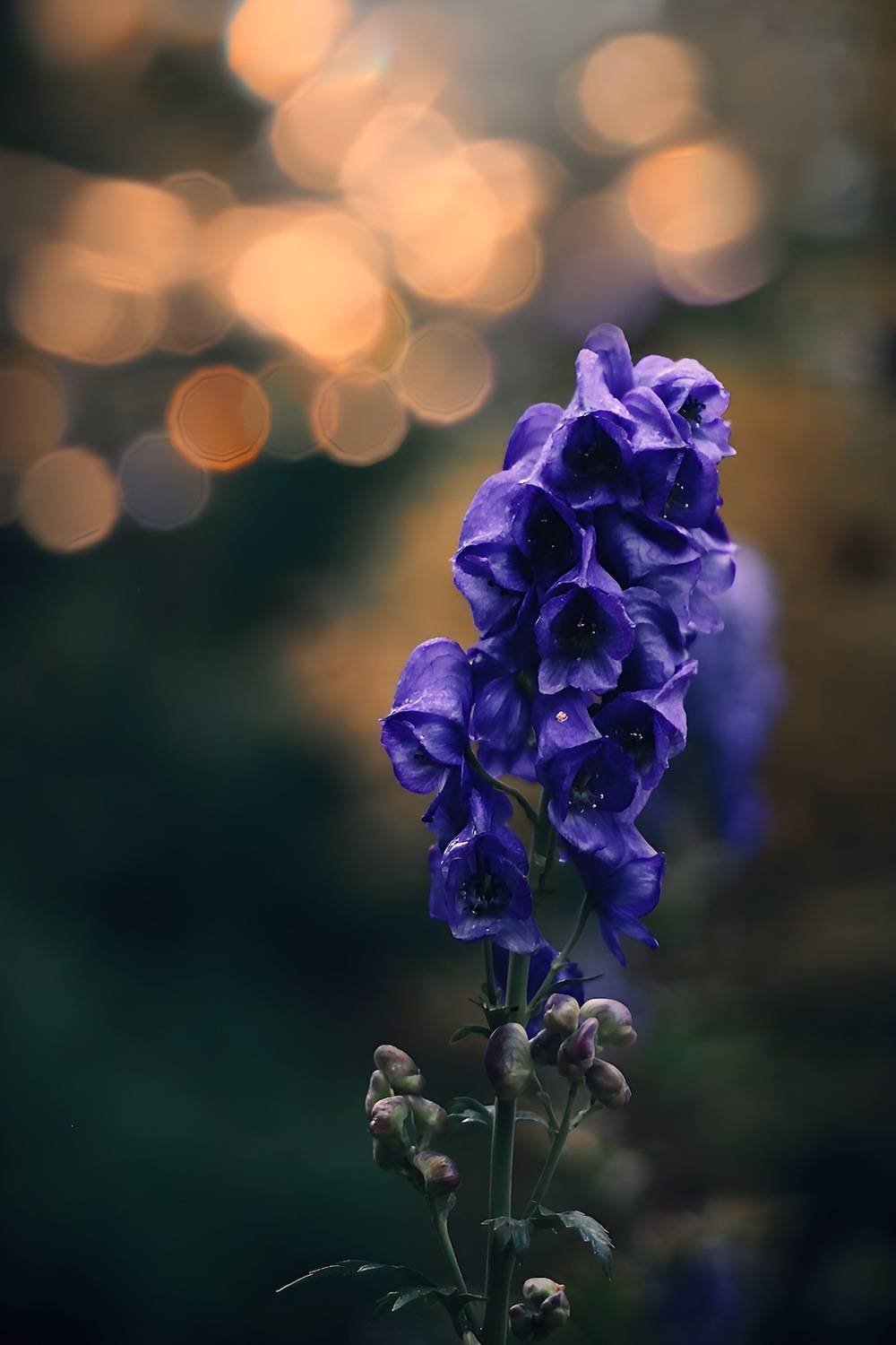 макро, macro, цветы, flower, Julia Kaissa