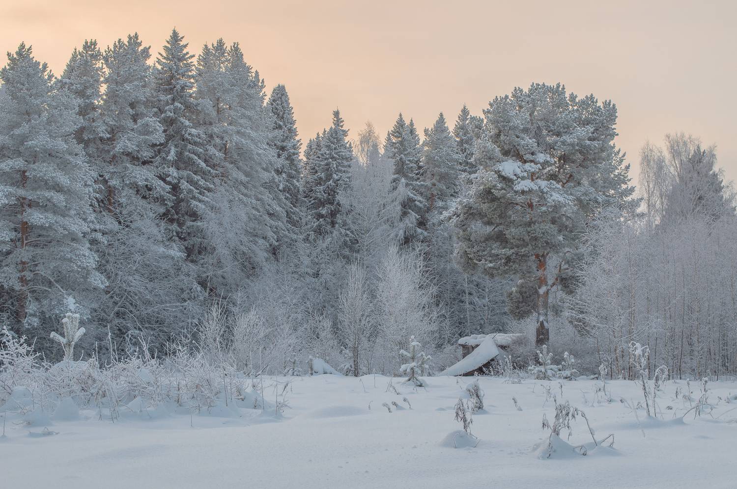 пейзаж, природа, зима, снег, лес, Mysov Ivan