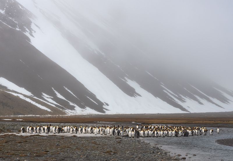 south georgia, king penguins Туман фото превью