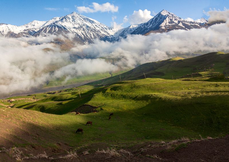 Куруш фото превью