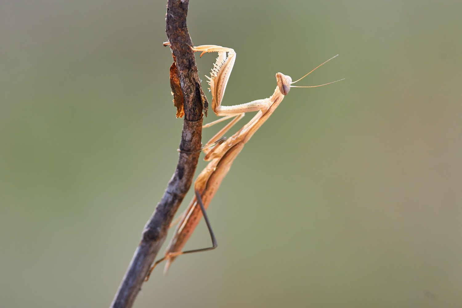 macro, macro photo, russia, wildlife, mantis, , Сторчилов Павел