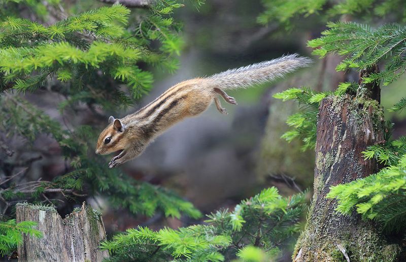 бурундук, тайга полёты наяву, а не во сне фото превью