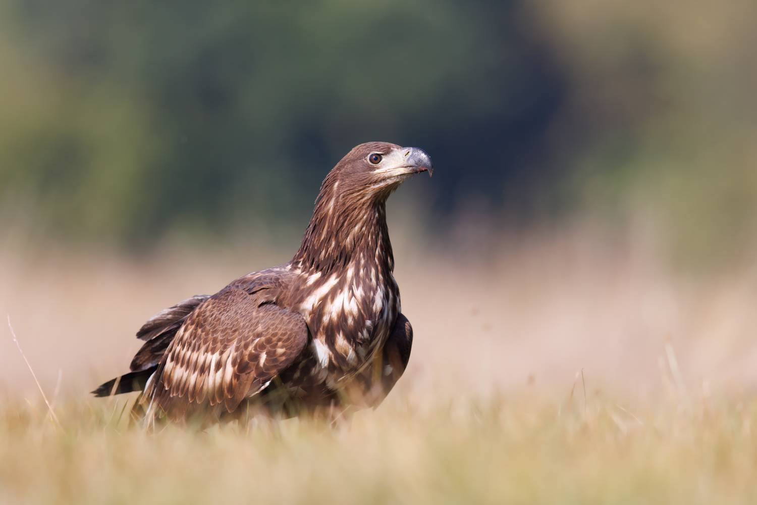 , Фруман Евгений