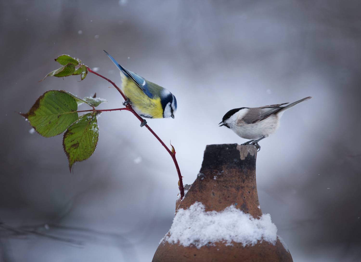 лес, свет, утро, природа, синица, птицы, Баранов Олег