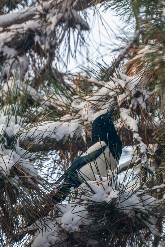 сорока Зима сороки фото превью