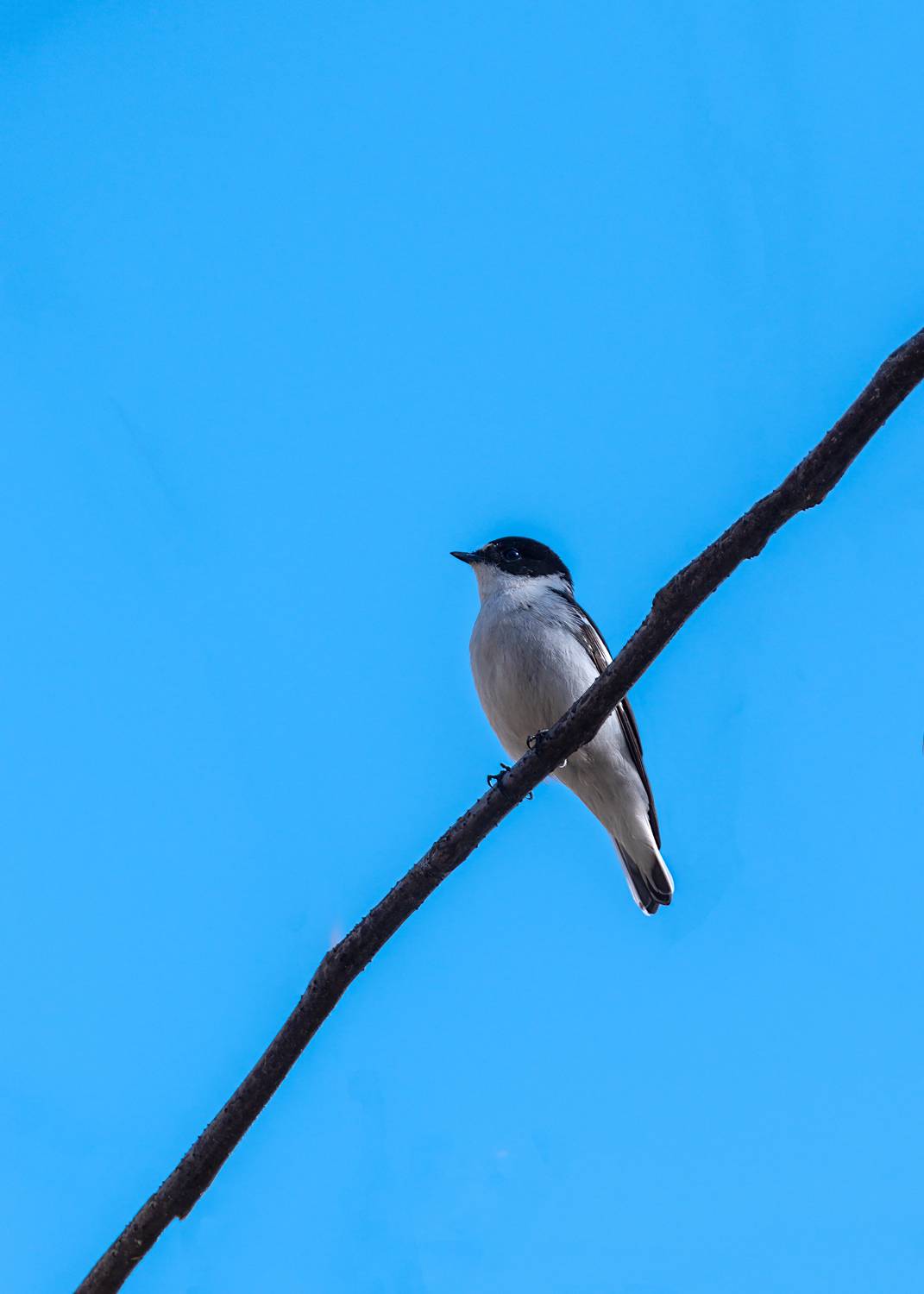мухоловка-белошейка, Алексей Рыльский