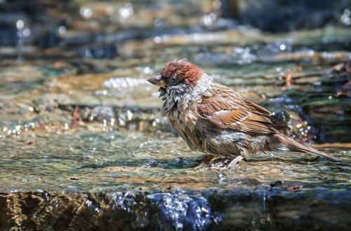 Воробушки в ручье..