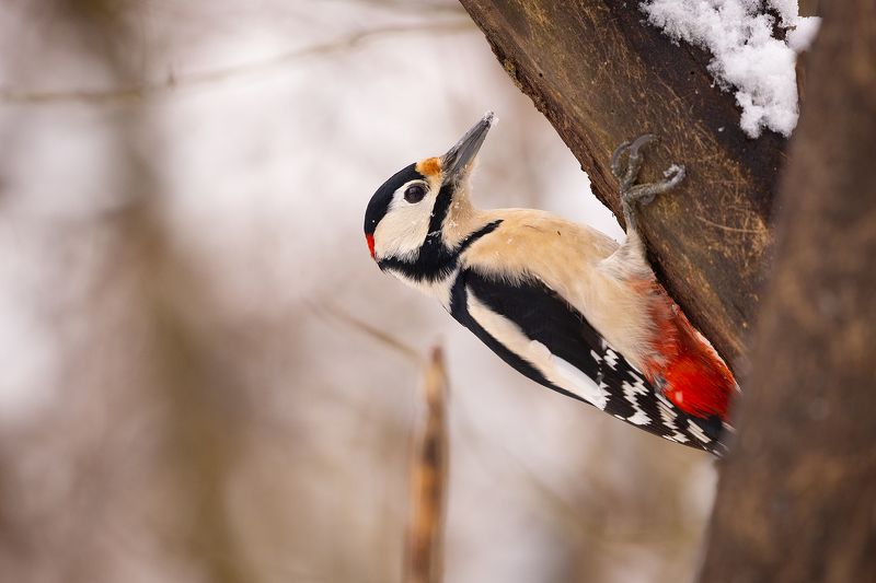 Woodpecker фото превью