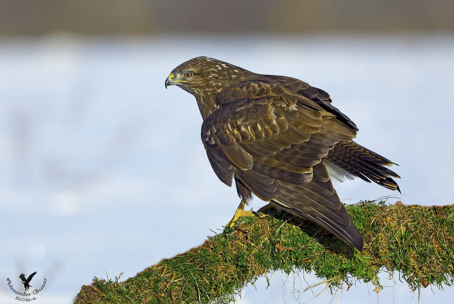 канюк, Гусар Александр