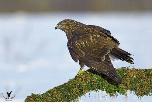 Морозным днём.