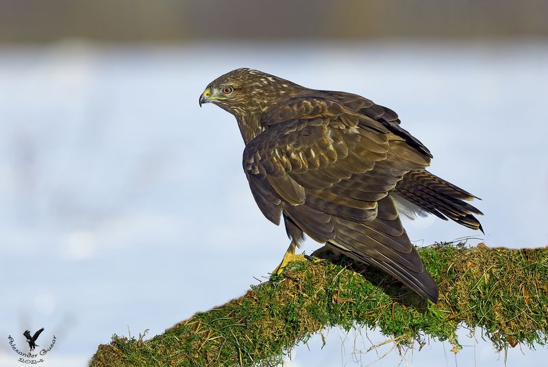 канюк Морозным днём. фото превью