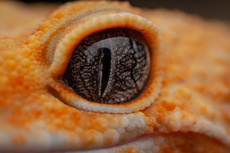 Tangerine Leopard Gecko фото превью