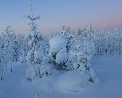 Мороз укутал ёлочку