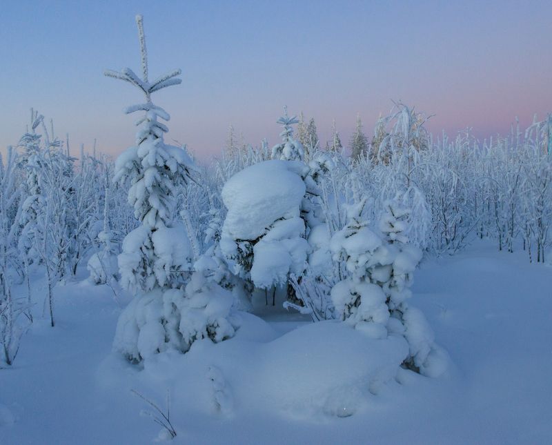 мороз зима снег иней лес вечер Мороз укутал ёлочку фото превью