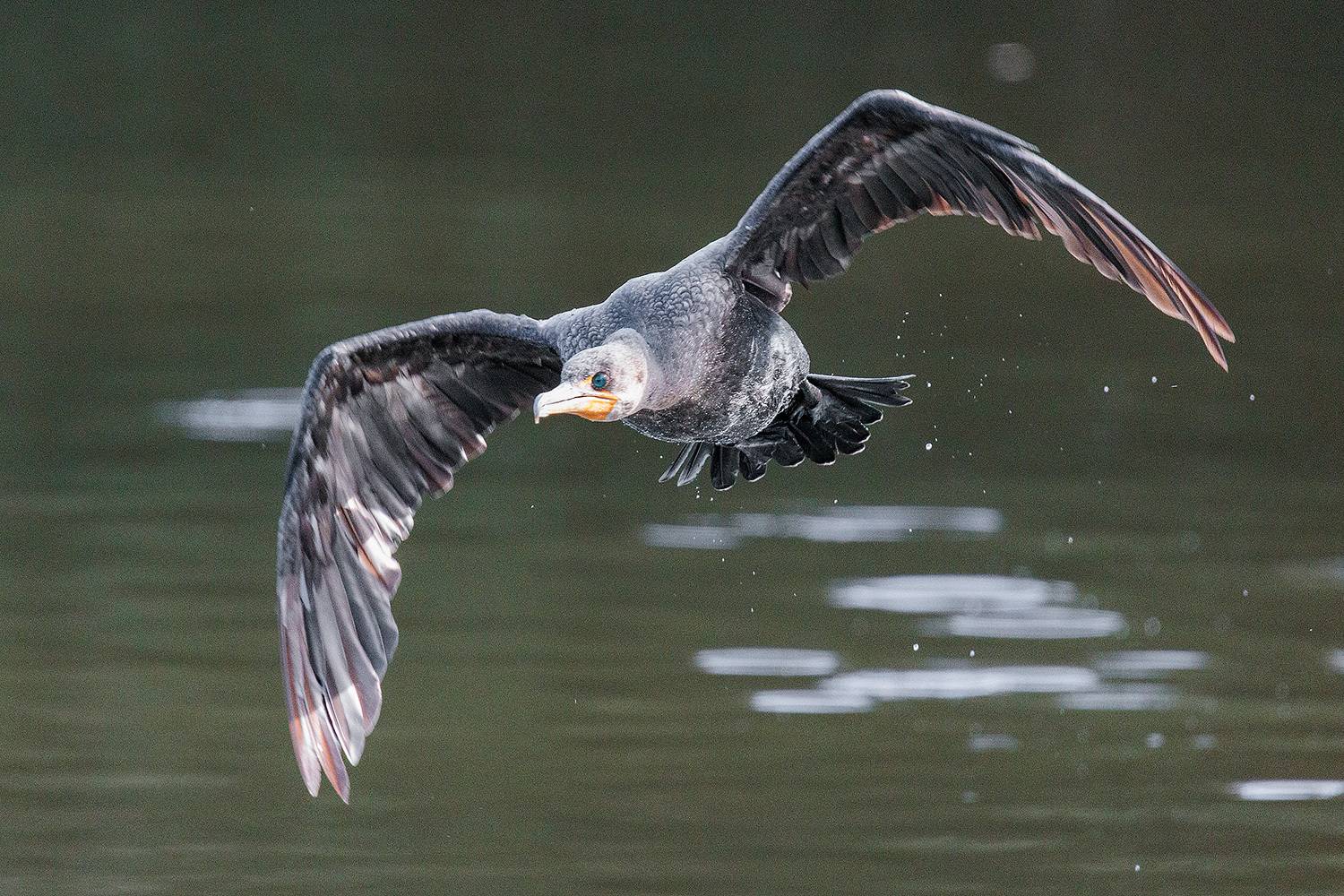 , Леонид Дьяченко