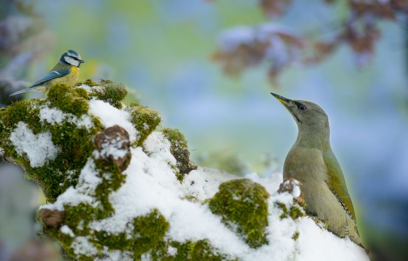 birds, picus canus, wildlife, птицы, дятел, седой, лазоревка, blue tit Rendez-vous фото превью