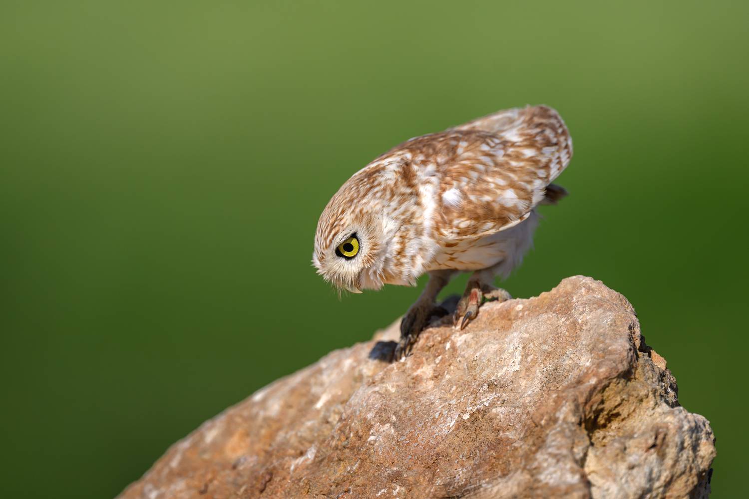 птица, фотоохота, сыч, сова, природа, фауна, Vladimir Kulikov