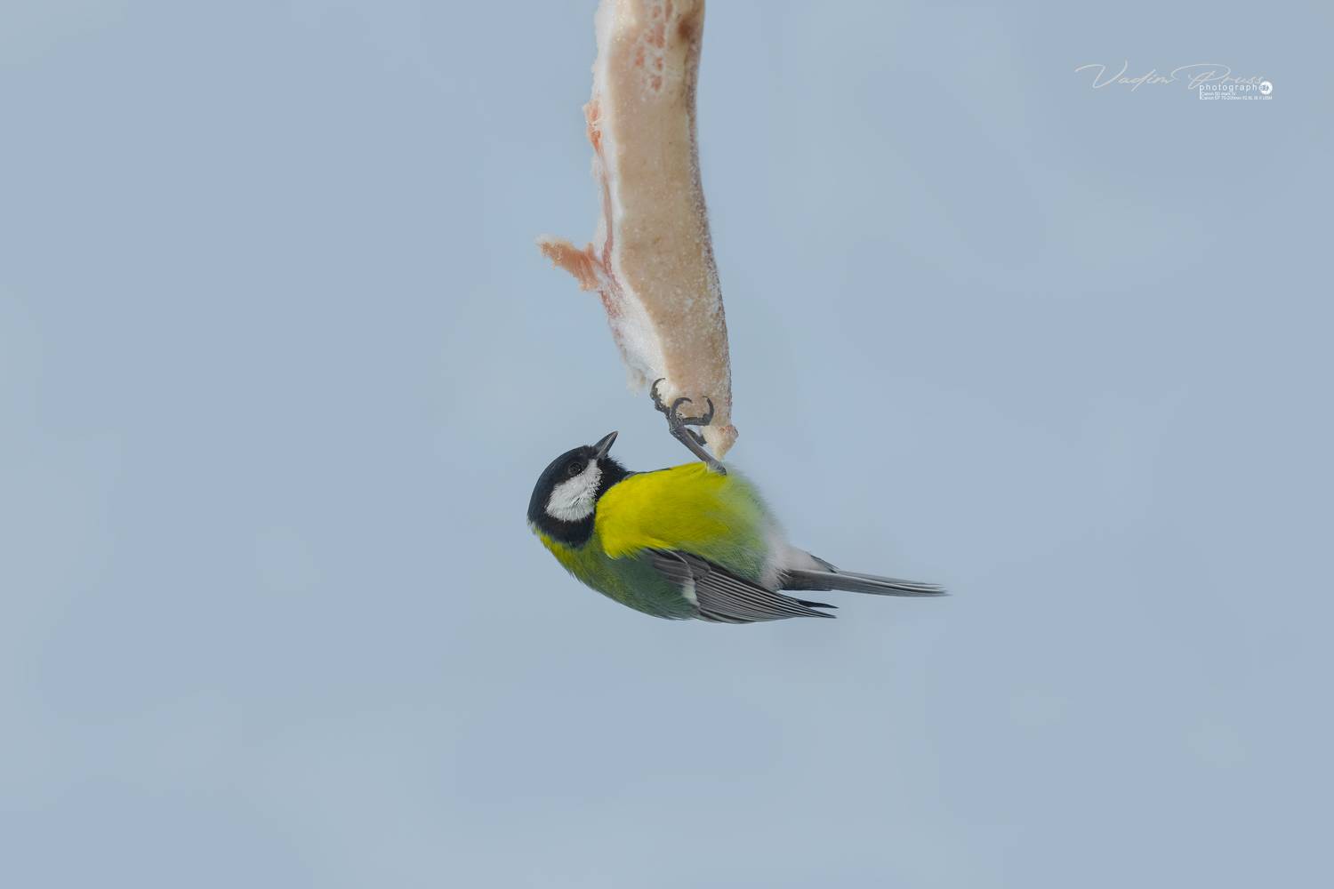 синица, птица, животные, фауна, питание, зима, фотография, Свирин Вадим, пернатый, подвешенный, Европа, tit, bird, animals, fauna, food, winter, photography, Svirin Vadim, feathered, suspended, Europe, Vadim Svirin