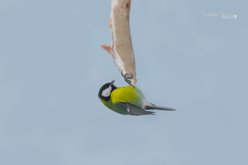 синица, птица, животные, фауна, питание, зима, фотография, Свирин Вадим, пернатый, подвешенный, Европа, tit, bird, animals, fauna, food, winter, photography, Svirin Vadim, feathered, suspended, Europe Синица. фото превью