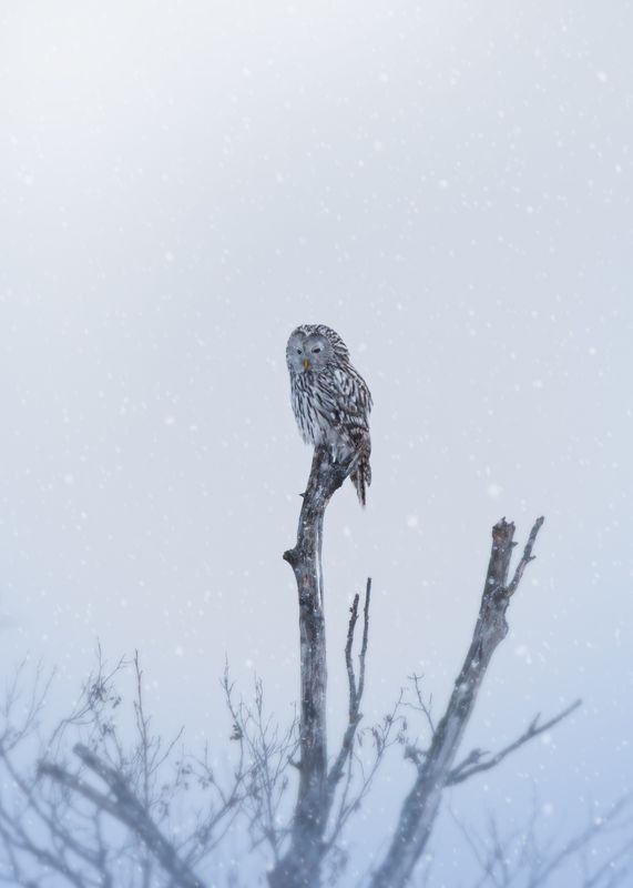 Уральская неясыть фото превью