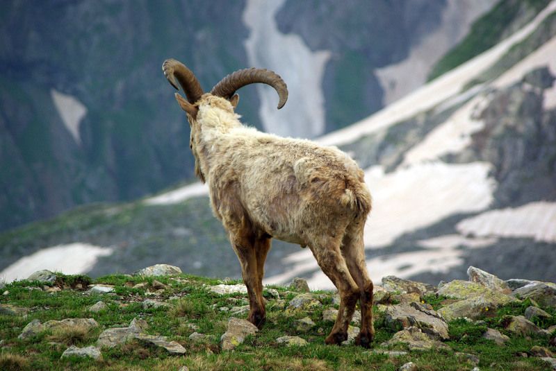 Смотрящий вдаль ... фото превью