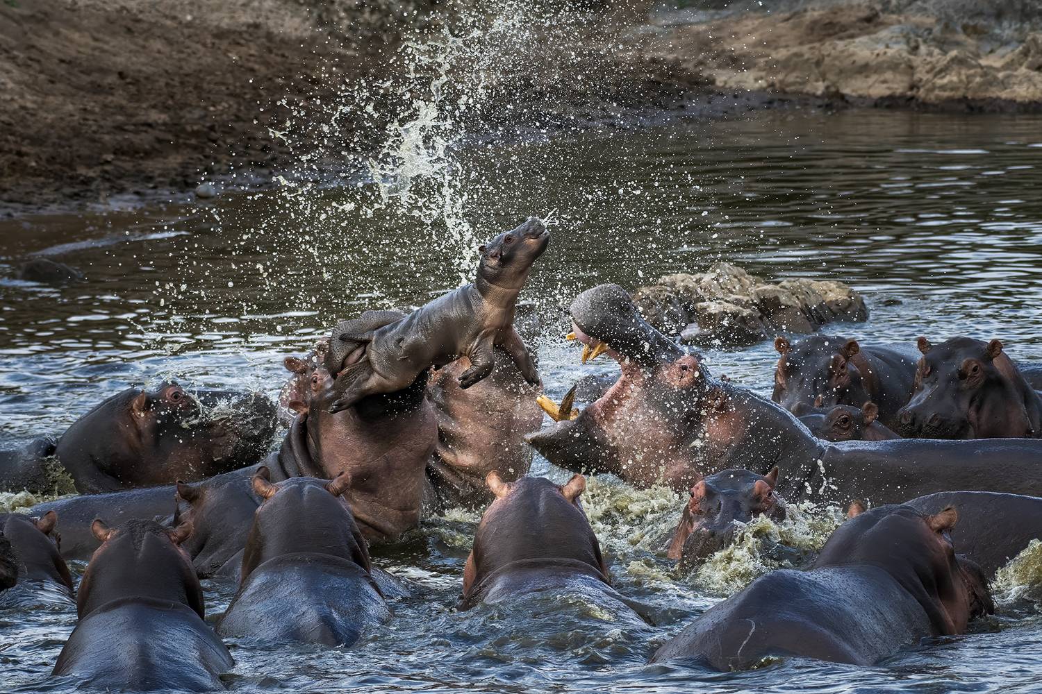 африка. танзания. национальный парк серенгети, Evgeny Borisov