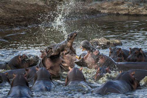 Разборка двух кланов