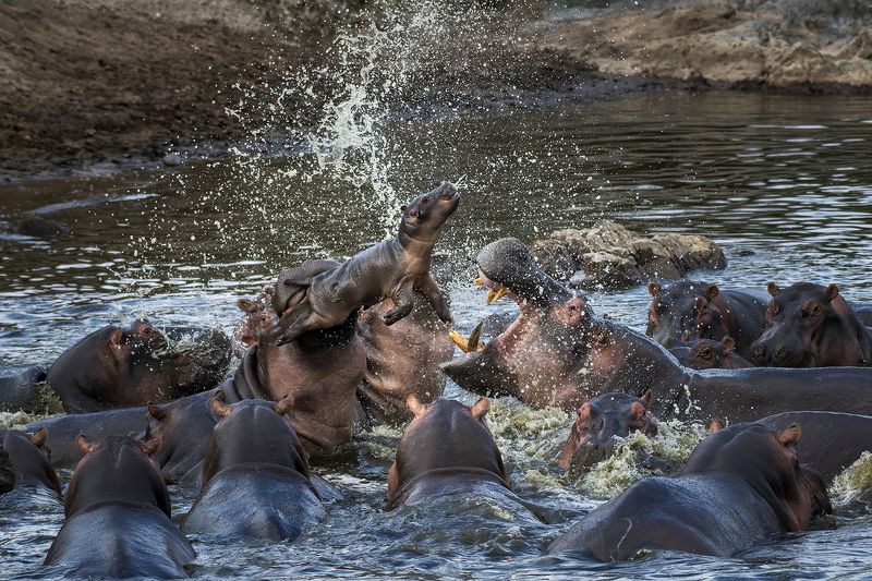 африка. танзания. национальный парк серенгети Разборка двух кланов фото превью