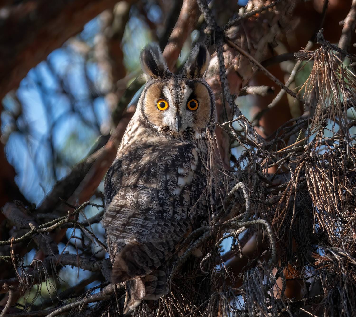 , Плеханов Александр