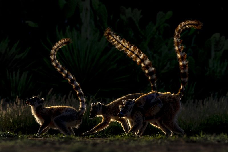 о.мадагаскар кошачие лемуру Кольцехвостые фото превью