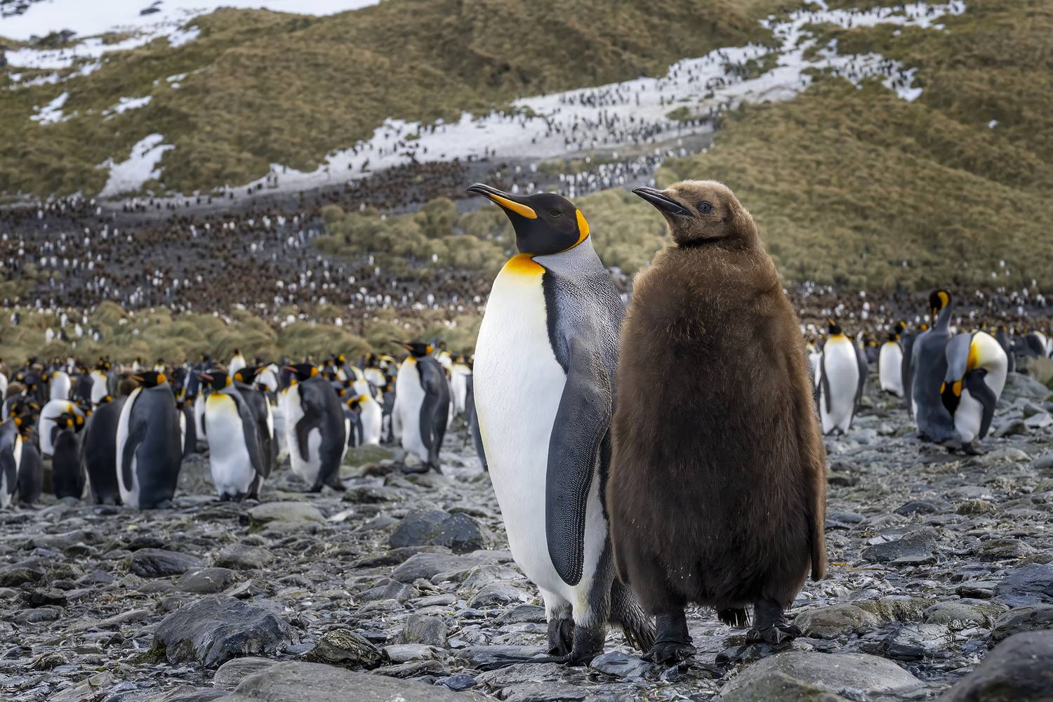 южная джоржия. королевские пингвины, Evgeny Borisov
