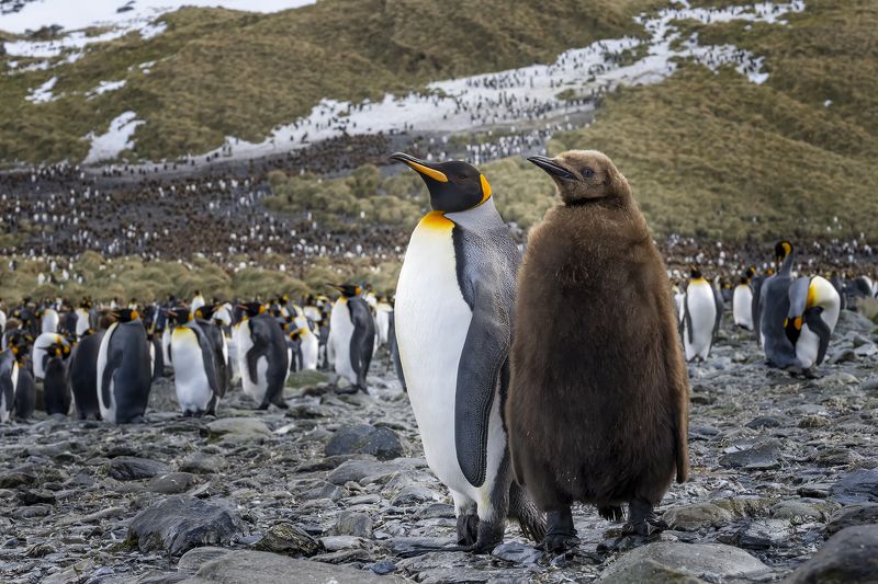 южная джоржия. королевские пингвины Мать и дитя фото превью