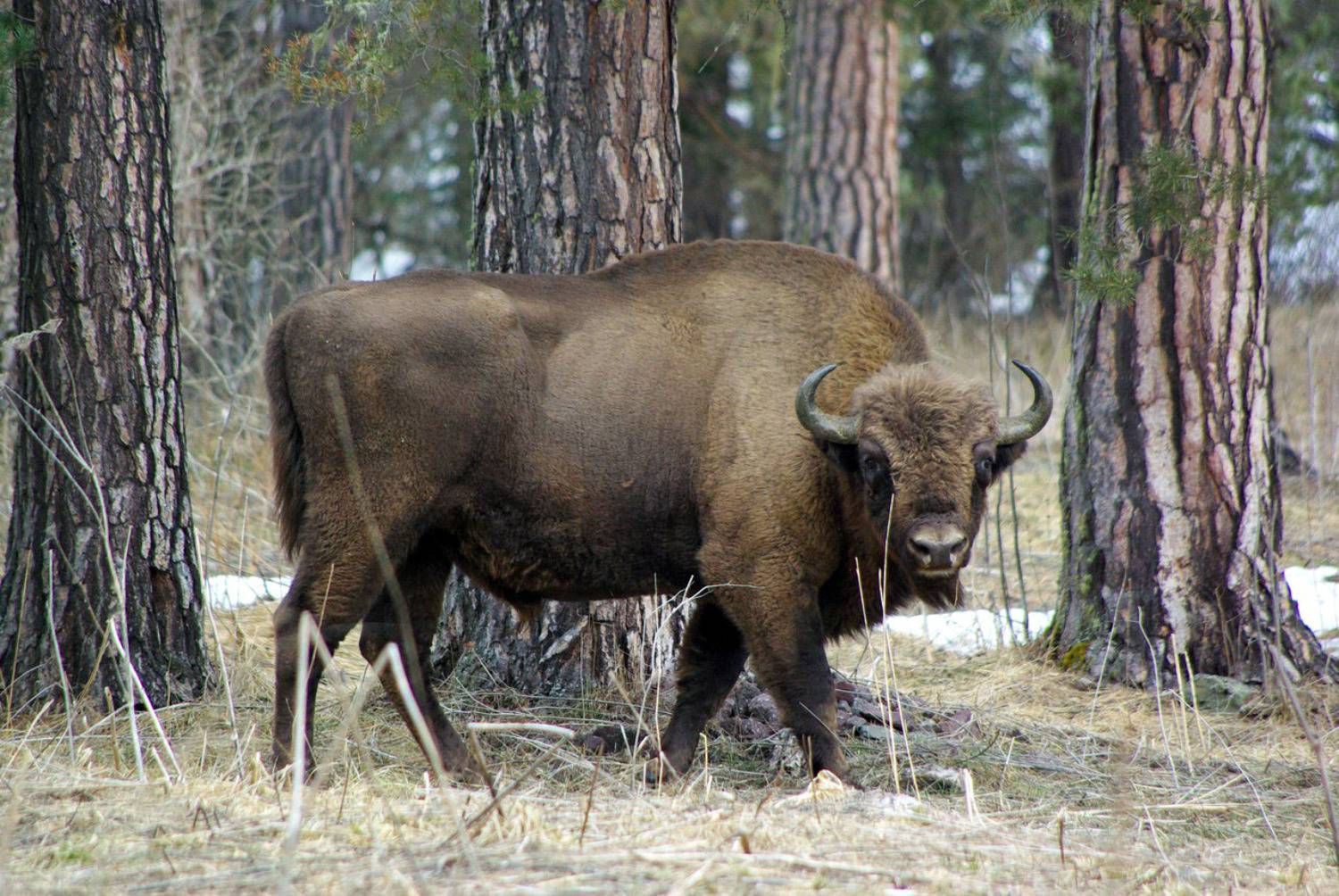 архыз, Андрей Любимов