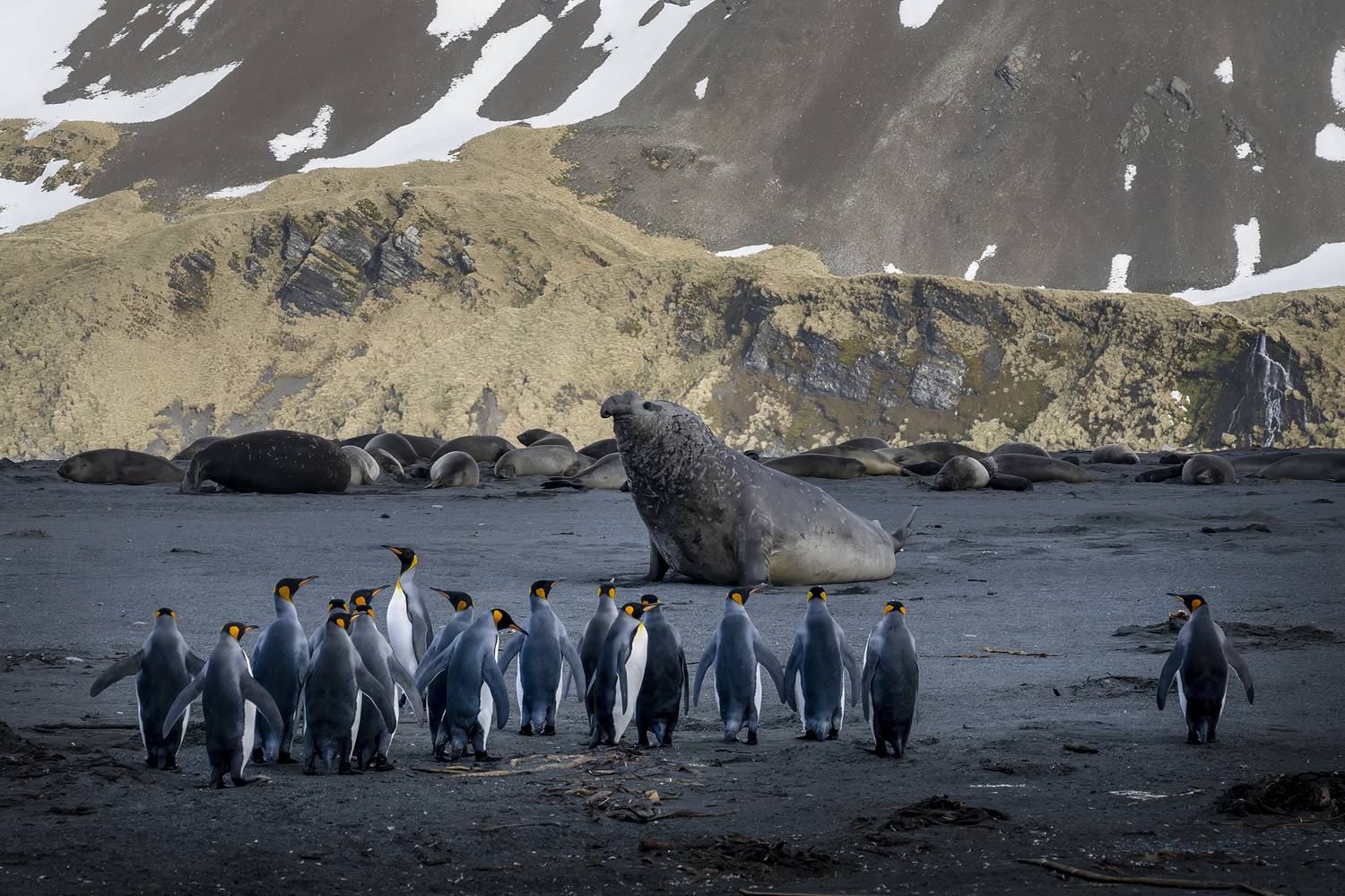 южная джоржия. королевские пингвины и морской слон, Evgeny Borisov