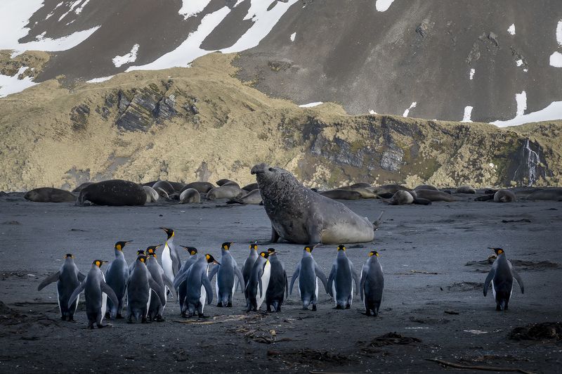 южная джоржия. королевские пингвины и морской слон Все на одного фото превью