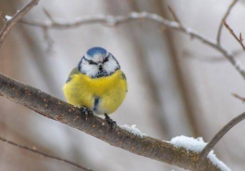 Холодно синичке!