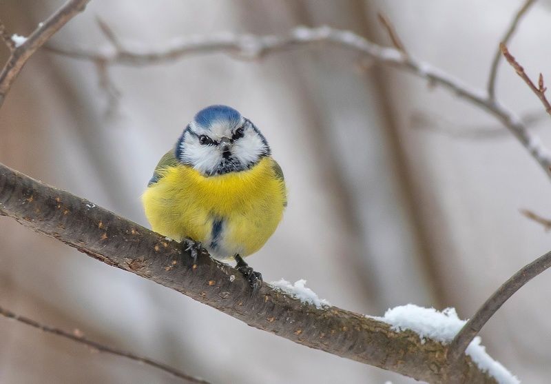 птицы, зима, лазоревка, синицы, лес, мороз Холодно синичке! фото превью