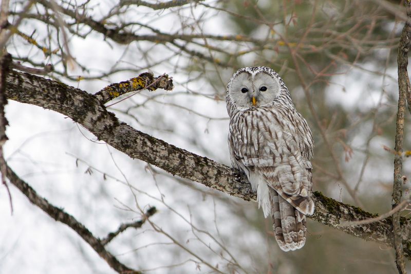 Уральская неясыть (Strix uralensis) фото превью