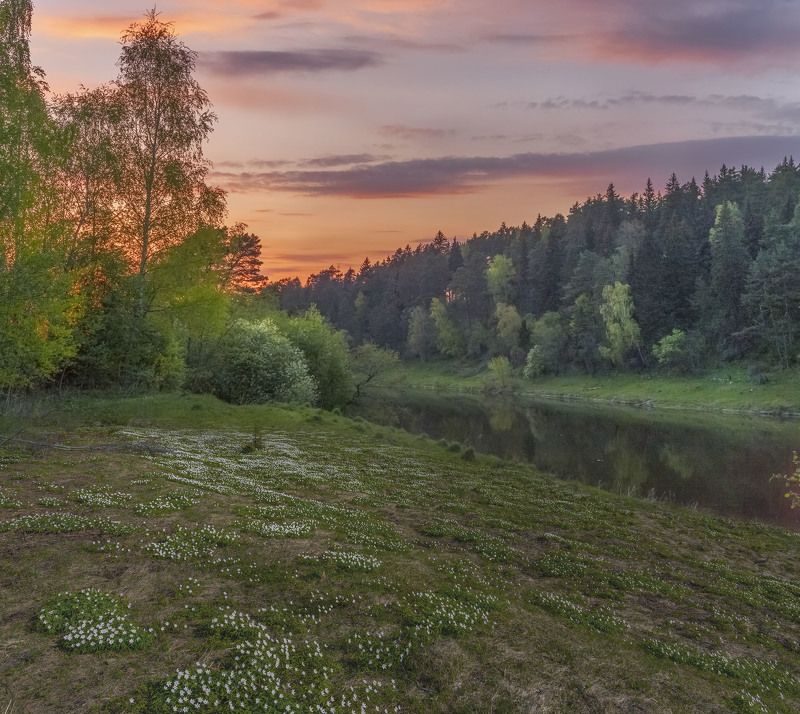Весенний лес. фото превью