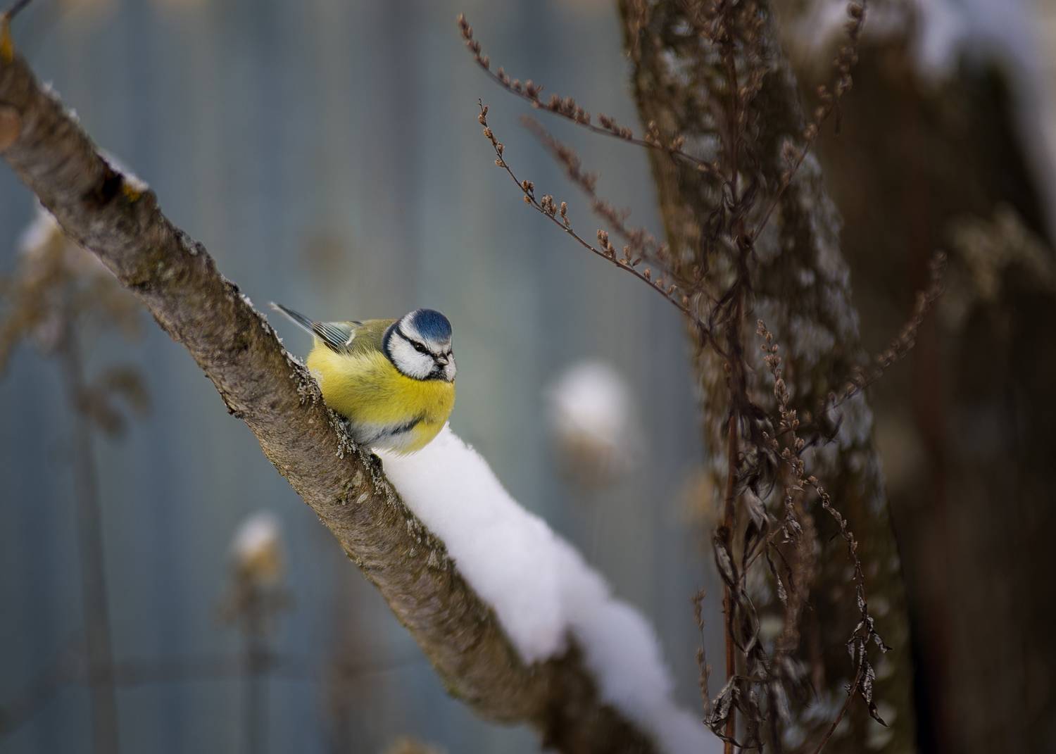 , Загруев Михаил