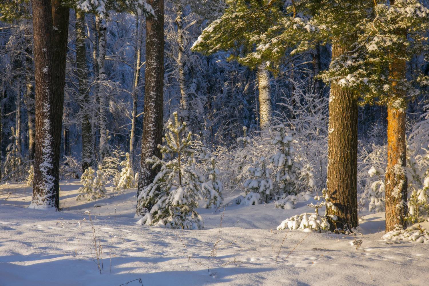 январь лес утро серково, Дмитрий Алексеев