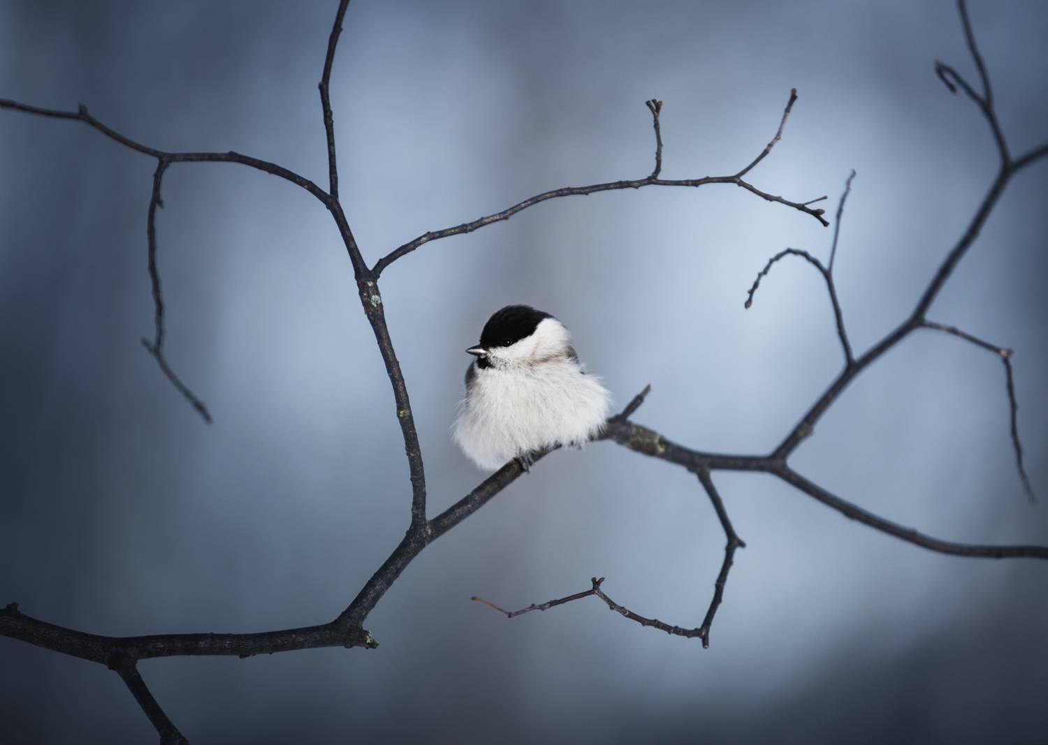 лес, свет, утро, природа, синица, птицы, Баранов Олег