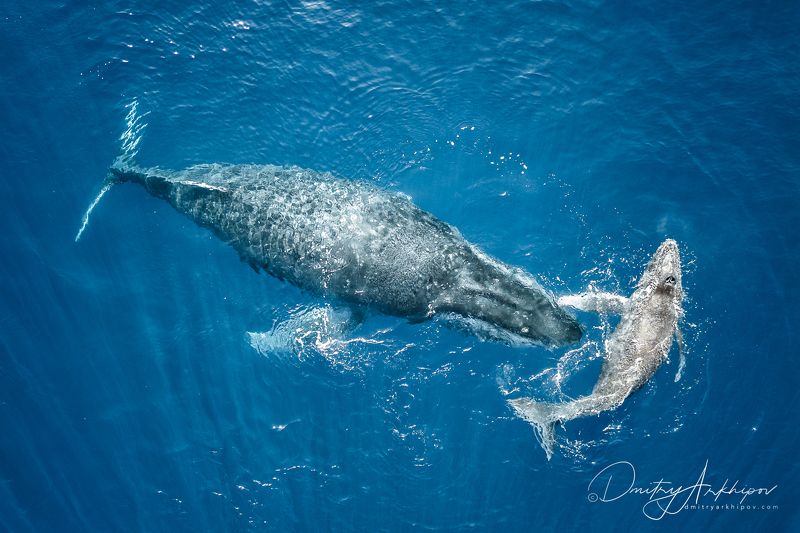 Горбатые киты фото превью