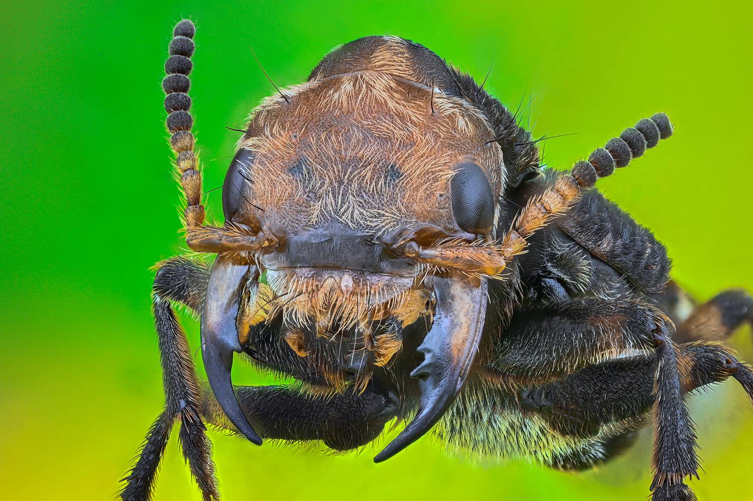 ceclii, macro, Ganev Tsvetan