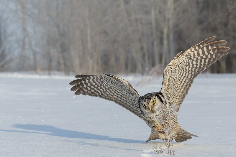 ястребиная сова Буу! фото превью