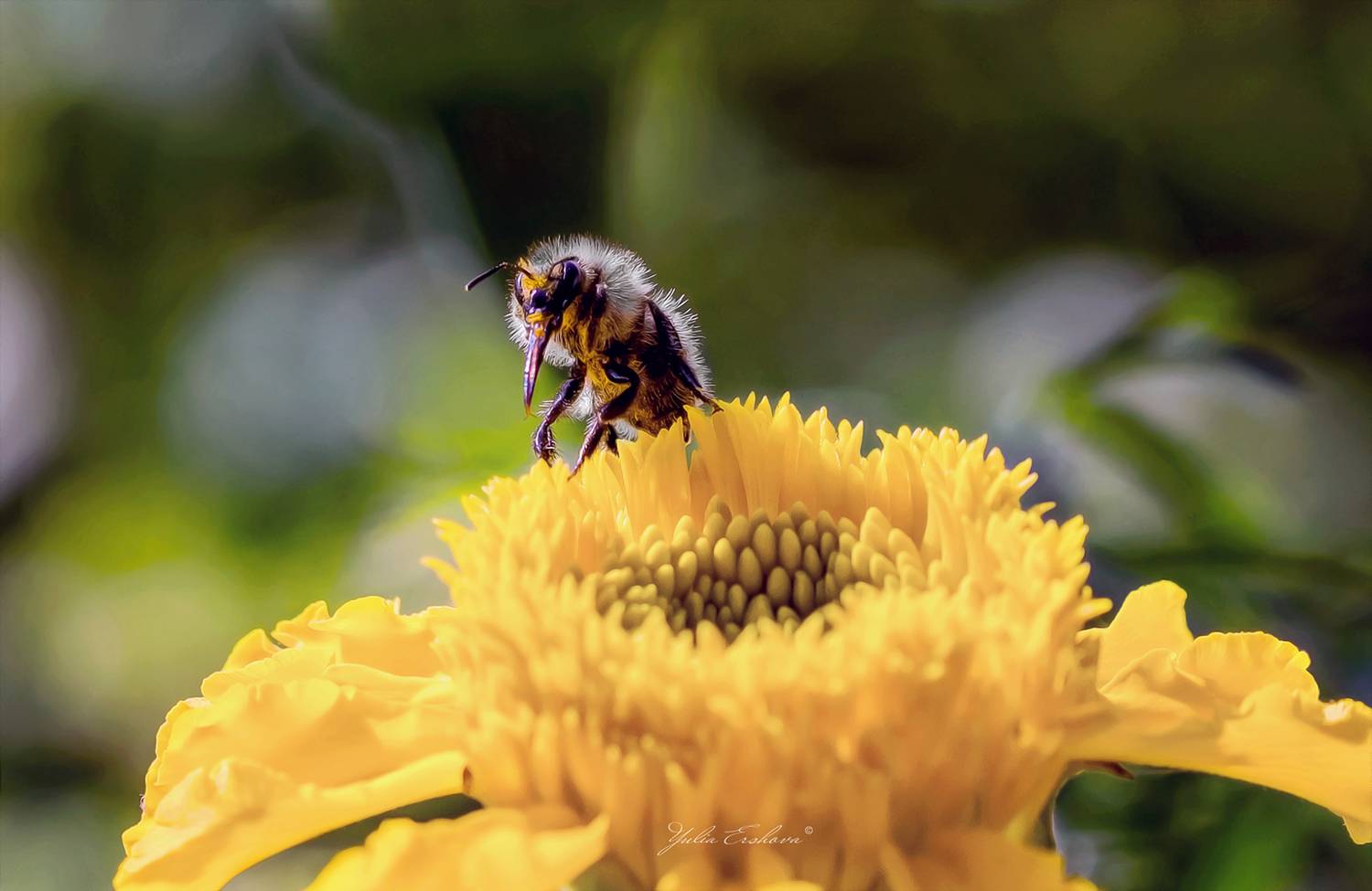 , Ершова Юлия